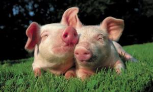 Вітчизняне тваринництво уряд підтримає на 2 мільярди гривень	