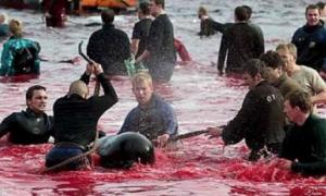 У Данії масово вбивають дельфінів