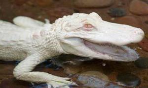 Німець шукатиме для тварин-альбіносів роботу в кіно