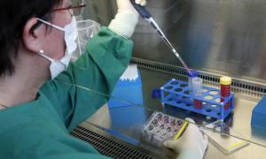 Вчені схрестили віруси свинячого і пташиного грипу, створивши невиліковний вірус