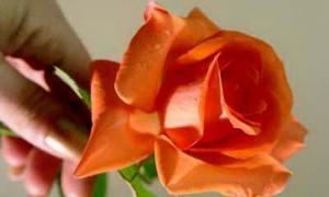 До 8 Березня одна троянда коштуватиме 50 гривень