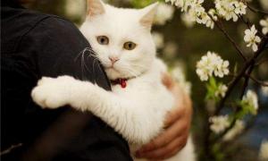 Американець відлякував котів саморобними бомбами 