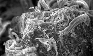 У NASA знайшли в метеориті останки неземного життя