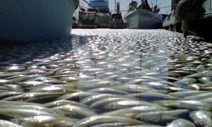 На півдні Каліфорнії відбулася масова загибель риби