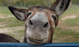 Віслюк отримав диплом учителя