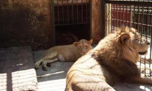 Тваринам румунського зоопарку заборонили паруватися