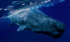 Вчені виявили, що кашалоти можуть придумувати собі імена