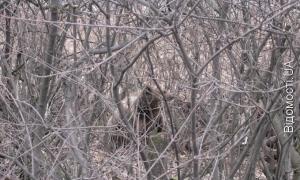 Під Луцьком на автодорозі розгулює ведмідь