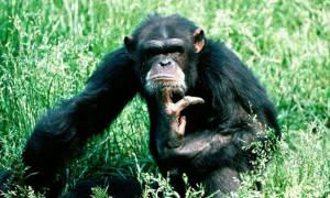 Люди старіють так само, як мавпи 