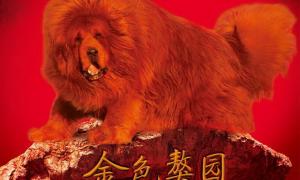 Китайський бізнесмен придбав собаку Будди за 1,6 мільйона доларів