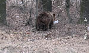 Ведмедя, що гуляє під Луцьком, ніхто не ловитиме?
