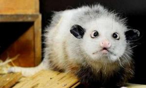 Косоокий опосум стане зіркою серіалу про ветеринарів