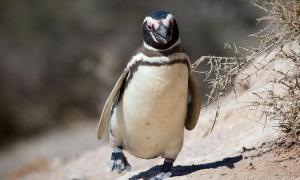 Пінгвіна взяли в салон літака, щоб він не сумував у багажному відсіку
