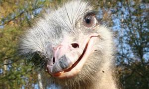 Страус утік від викрадачів і самостійно повернувся до господаря