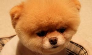 Песик Бу збирає гроші на операції для хворих дітей