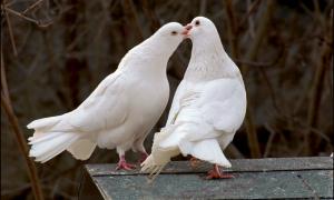 Психологи та сексологи з Італії склали перелік найпоширеніших міфів про любов