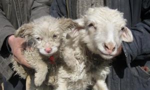 На китайській фермі вівця народила цуценя