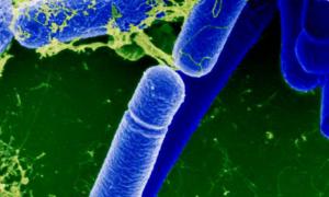 Земні бактерії можуть виживати на інших планетах і навіть у космосі