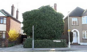 Дім британця повністю сховався під плющем