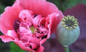 За посів маку можна потрапити до в’язниці