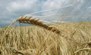 Квотування експорту зерна продовжено до липня