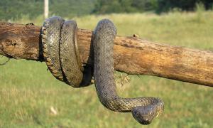 З будинку лучанки рятувальники винесли чотири змії