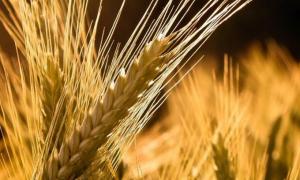 У вівторок парламент розгляне законопроект про продаж квот на експорт зерна
