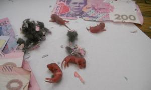 В Луцьку миша поселилася в банкоматі