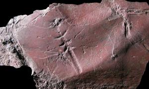 Виявлено найдавніший відбиток літаючої комахи