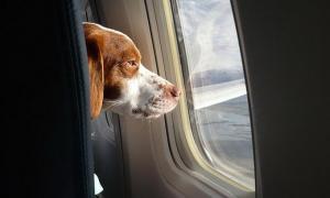В Євросоюзі домашніх тварин з пасажирами возитимуть у літаках разом