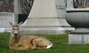 Олень став захисником самотньої гуски