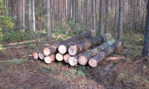 Експортерів лісу на Волині поменшало вдвічі
