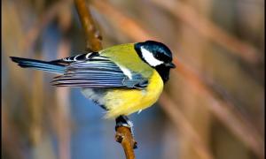 Синиці-іммігранти нахабніші й агресивніші, ніж їх звичайні побратими