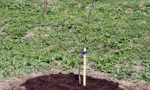 На Волині 100 га землі віддали інвестору під яблуневий сад