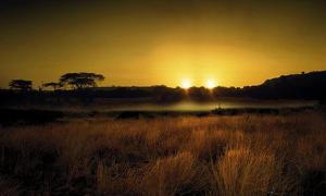 Вчені описали рослини, які можуть рости на планетах з двома сонцями