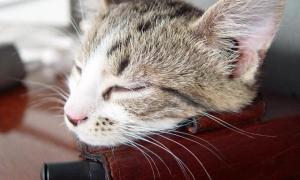 Кіт приніс в’язню литовської тюрми мобільник у пакеті з макаронами