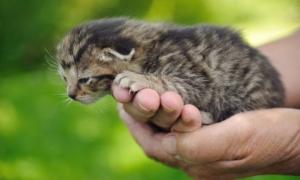 Вчені не виявили мутацій у «чорнобильських» тварин