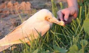 У Петербурзі помітили білого ворона