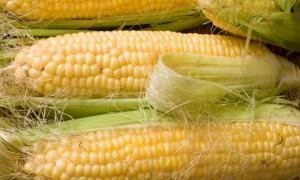 Уряд скасував експортні квоти на кукурудзу