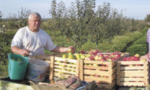 Сад приноситиме дохід, якщо вирішити проблему збуту яблук
