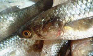 Держекоінспекція оштрафувала 21 порушника за незаконний вилов риби