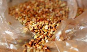 Держрезерв не купуватиме китайської гречки