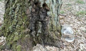 Волинські берези дали цього року понад тисячу тонн соку