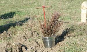 На Волині заготовили 424 кг елітного насіння дерев