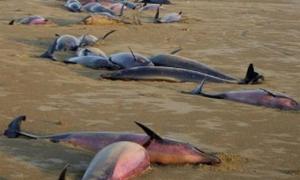На березі Чорного моря знайшли 26 мертвих дельфінів