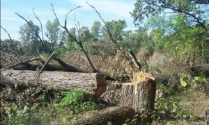 КРУ виявила в діяльності «Маневичілісу» та «Ківерцілісу» порушень на 777 тисяч