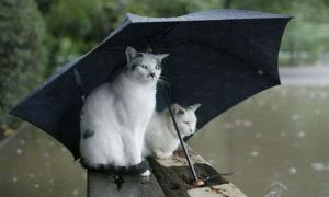 Аби захистити Волинь від паводків, уряд дав більше 22 мільйонів