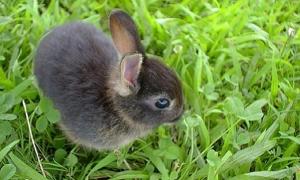 Кішка стала прийомною мамою для зайченят