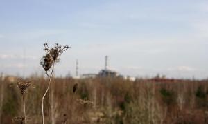 Біля Чорнобиля вирощуватимуть сировину для біогазу