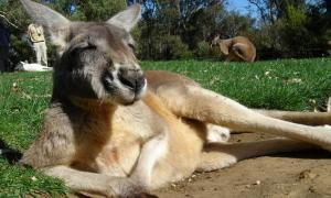 Австралія запропонувала Україні м’ясо кенгуру